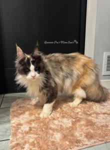 Sarafina - Maine Coon Kitten For Sale - La Porte&comma; IN&comma; US