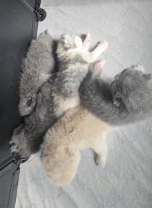 Smushy's ESH Litter CFA Health Tested - Exotic Kitten For Sale - FL&comma; US