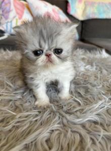 Silver tabby and white - Persian Kitten For Sale - Mercer&comma; PA&comma; US