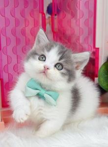 MK026 - Munchkin Kitten For Sale - Los Angeles&comma; CA&comma; US
