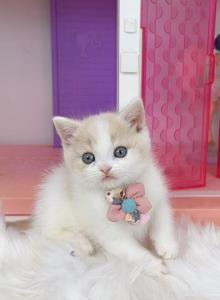 B027 - British Shorthair Kitten For Sale - Los Angeles&comma; CA&comma; US