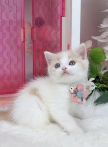 B027 - British Shorthair Kitten For Sale - Los Angeles&comma; CA&comma; US