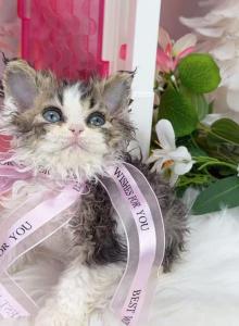 SK018 - Selkirk Rex Kitten For Sale - Los Angeles&comma; CA&comma; US