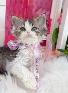 SK018 - Selkirk Rex Kitten For Sale - Los Angeles&comma; CA&comma; US