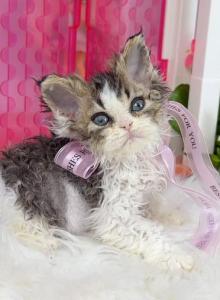 SK018 - Selkirk Rex Kitten For Sale - Los Angeles, CA, US SK018 - Selkirk Rex Kitten For Sale - Los Angeles, CA, US
