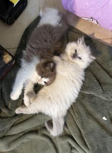 Looker - Ragdoll Kitten For Sale - San Diego&comma; CA&comma; US