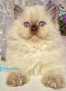 Alex - British Shorthair Kitten For Sale - Norwalk&comma; CT&comma; US