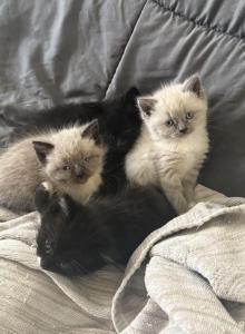 Himalayan Kittens - Himalayan Kitten For Sale - Chicago&comma; IL&comma; US