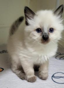 Bali kitten - Siamese Kitten For Sale - Middleburg&comma; PA&comma; US