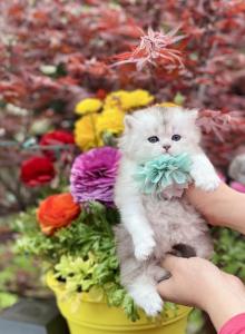Silver - Scottish Straight Kitten For Sale - Kent&comma; WA&comma; US