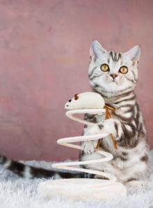 Quincy - British Shorthair Kitten For Sale - Brooklyn&comma; NY&comma; US