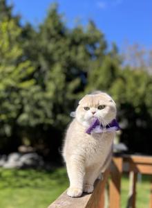 Stesha - Scottish Fold Cat For Sale - Kent&comma; WA&comma; US