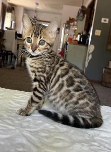 F3 Glitter Bengal teal color - Bengal Kitten For Sale - Litchfield&comma; IL&comma; US