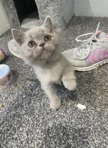 Tiny Temu - British Shorthair Kitten For Sale - Maple Grove&comma; MN&comma; US