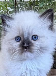 TICA Seal Mitted Male - Ragdoll Kitten For Sale - Lock Haven&comma; PA&comma; US
