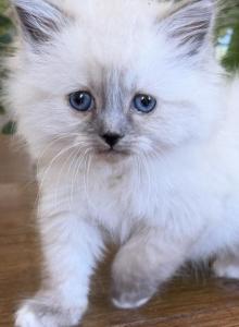 TICA Blue Mitted Girl - Ragdoll Kitten For Sale - Lock Haven&comma; PA&comma; US