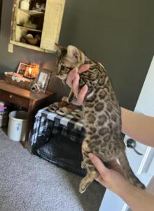 F3 Glitter Bengal Purple color - Bengal Kitten For Sale - Litchfield&comma; IL&comma; US