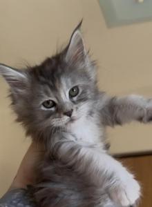 Cooniiverse Maine coons - Maine Coon Kitten For Sale - Auburn&comma; IN&comma; US