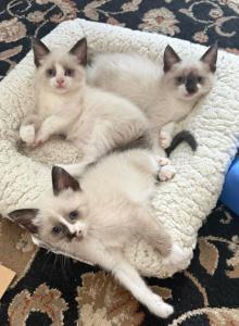 Ragamese Kittens - Ragdoll Kitten For Sale - Milford Charter Township&comma; MI&comma; US