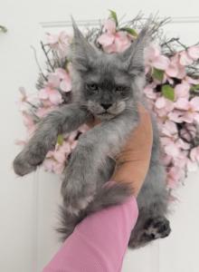 Lola black smoke - Maine Coon Kitten For Sale - Huntley&comma; IL&comma; US