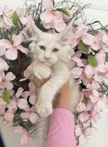 Goliath - Maine Coon Kitten For Sale - Huntley&comma; IL&comma; US