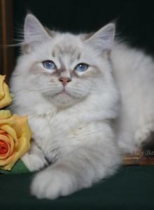DAVID IZ TVERSKOGO KNYAZHESTVA - Siberian Kitten For Sale - NY&comma; US