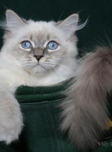 EVANGELINA IZ TVERSKOGO KNYAZHESTVA - Siberian Kitten For Sale - NY&comma; US