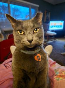 Bianca - Domestic Cat For Adoption - Apopka&comma; FL&comma; US