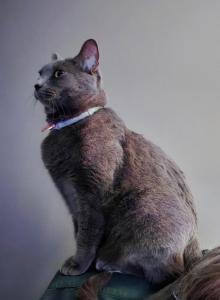 Bianca - Domestic Cat For Adoption - Apopka&comma; FL&comma; US