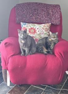 Bianca - Domestic Cat For Adoption - Apopka&comma; FL&comma; US