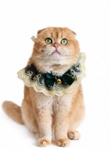 Percy X Lucas Litter - Scottish Fold Kitten For Sale - Jacksonville&comma; FL&comma; US