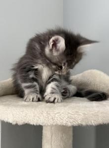 Pearl - Maine Coon Kitten For Sale - Hatboro&comma; PA&comma; US