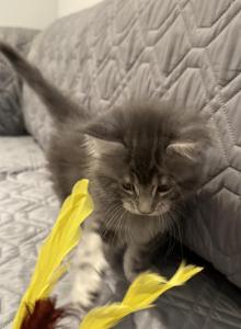 Pearl - Maine Coon Kitten For Sale - Hatboro&comma; PA&comma; US