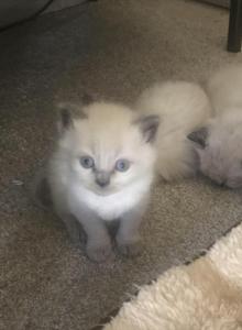 Himalayan kittens - Himalayan Kitten For Sale - Laguna Woods&comma; CA&comma; US