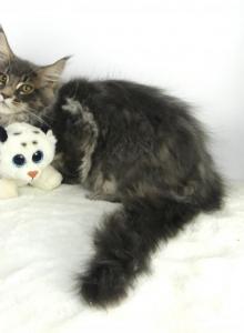 MAINE COON BLUE TABBY FEMALE KITTEN - Maine Coon Kitten For Adoption - Union City&comma; MI&comma; US