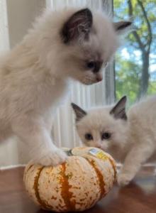 Ragdoll Kittens - Ragdoll Kitten For Sale - Charlotte&comma; NC&comma; US