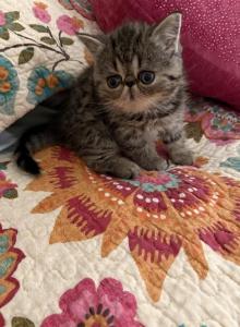 Brown tabby - Exotic Kitten For Sale - Mercer&comma; PA&comma; US