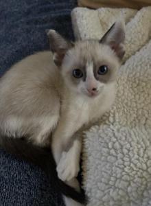 Snow's Snowshoe Siamese - Siamese Kitten For Sale - Moneta&comma; VA&comma; US