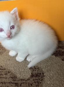 Dumbo siblings - Ragdoll Kitten For Sale - Portland&comma; OR&comma; US