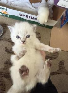 Dumbo siblings - Ragdoll Kitten For Sale - Portland&comma; OR&comma; US