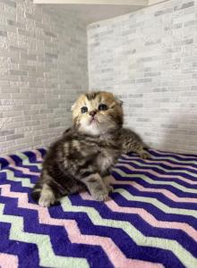 Princess - Scottish Fold Kitten For Sale - Rahway&comma; NJ&comma; US