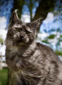 Chentia - Maine Coon Cat For Sale - McArthur&comma; CA&comma; US