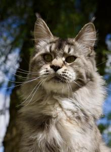 Isabella - Maine Coon Cat For Sale - McArthur&comma; CA&comma; US