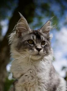 Miss June - Maine Coon Kitten For Sale - McArthur&comma; CA&comma; US