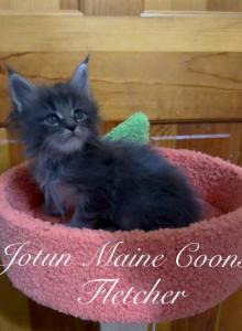 Fletcher - Maine Coon Kitten For Sale - Greensburg&comma; IN&comma; US