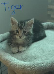 Tiger - Maine Coon Kitten For Sale - Hatboro&comma; PA&comma; US