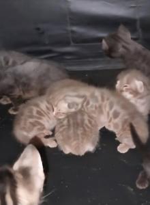 TICA Bengal Kittens - Bengal Kitten For Sale - Federal Way&comma; WA&comma; US