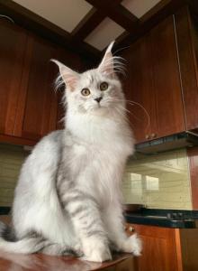 Girl - Maine Coon Cat For Sale - NY&comma; US