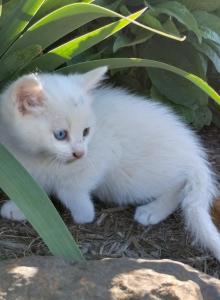 Cory - Domestic Kitten For Adoption - Lyons, IN, US Cory - Domestic Kitten For Adoption - Lyons, IN, US