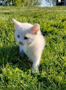 Cory - Domestic Kitten For Sale - Lyons, IN, US Cory - Domestic Kitten For Sale - Lyons, IN, US